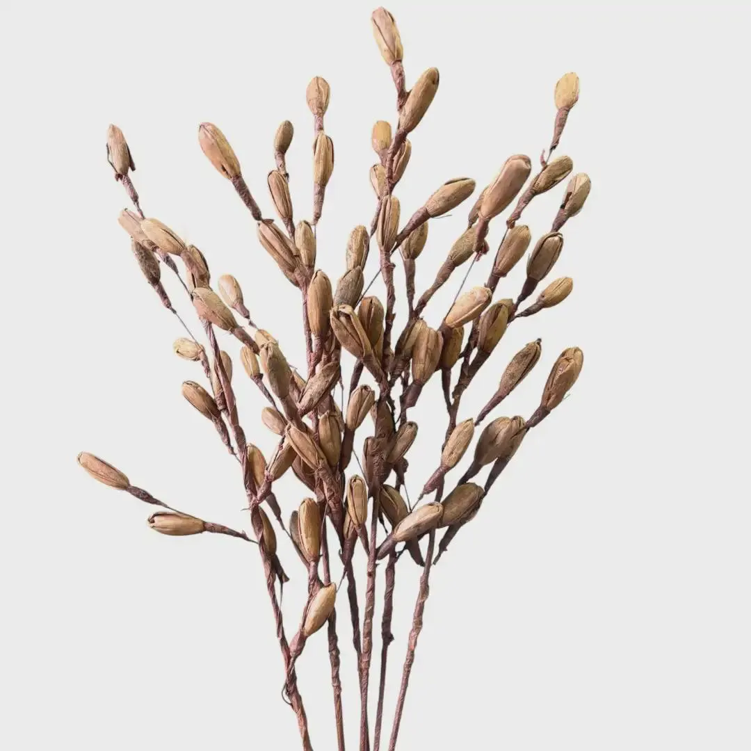 28" Sola Stripe Branch 6 Pk Rust, Dried Wood Pod Stems, Warm Earthy Botanical Filler Spray, Boho Fall Wedding Decor, Rustic Vase Filler