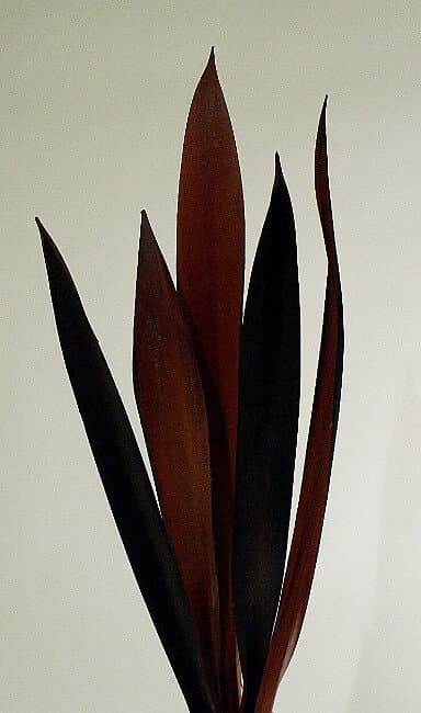 24-30" Brown Coco Azedo/Branches/Centerpiece decor/ Winter wonderland/Decoration Branches/Gold Branches/Home Decor