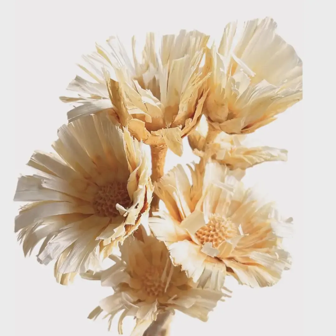 Bleached Super Cut Protea Flowers/Florals/Rustic Decor Idea/Rustic Bowl Filler/Rustic Table Decor/Fall Decor/Spring Decor/Home Decor Idea