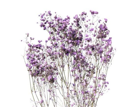 22" Lilac Gypsophila Perfecta/Baby Breaths/Fall/Thanksgiving/Table Setting/Home Decor/Faux Decor/Decoration/Fall Season/Indoor Decor
