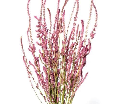 22" Pink Statice Suworowii/Fall/Thanksgiving/Table Setting/Home Decor/Faux Decor/Faux Decoration/Fall Season/Indoor Decor/Artificial