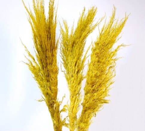 30" Yellow Feather Pampas Grass/Pampas/Vibrant Pampas/Fluffy/Boho BlueHome Decor/Rustic Wedding/Brown Pampas