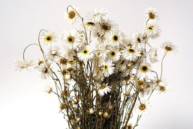 18" White Acroclinium Daisy/Fall/Thanksgiving/Table Setting/Home Decor/Faux Decor/Faux Decoration/Fall Season/Indoor Decor/Artificial