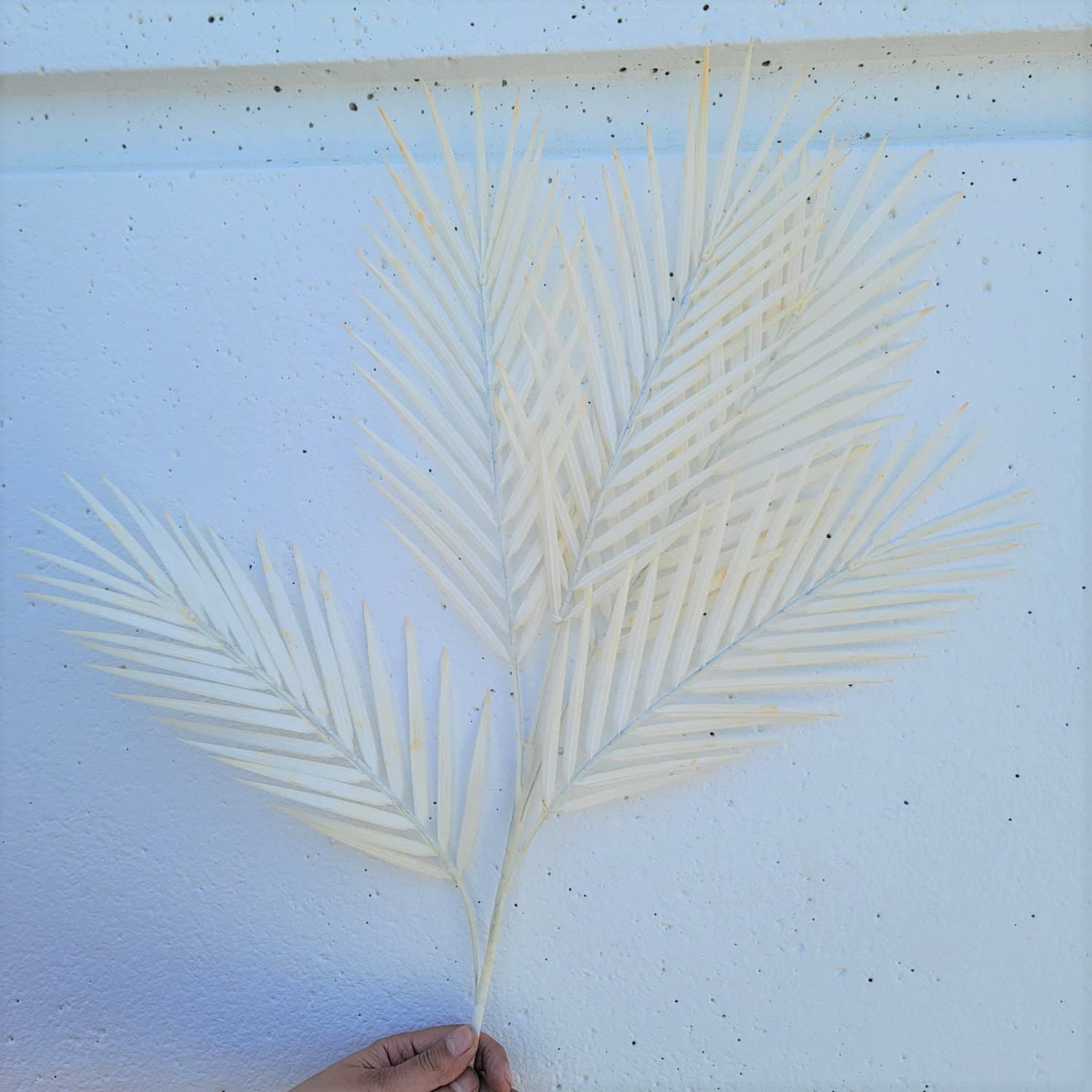 25" Plastic White 5pc Palm Leaf/Home Decor/Vase Decor/Wedding Decor/Flowers/Silk Flowers/Flower Bouquet/Artificial Floral/Palm Leaves