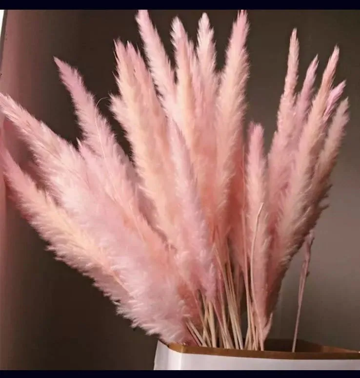 23" Mini 6pc Blush Light Pink/Blush Pampas Grass/Assorted Sizes/Home Decor/Rustic Wedding Decor/Blush Wedding/Blush Pampas/Light Pink Pampas