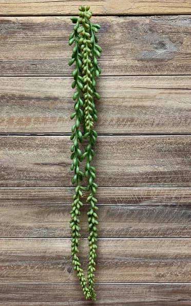 26" Nertera Berry Hanging Pick/Christmas Decor/Christmas Decor Idea/Christmas Decoration/Holiday Decoration/Table Decor/Holly Bush