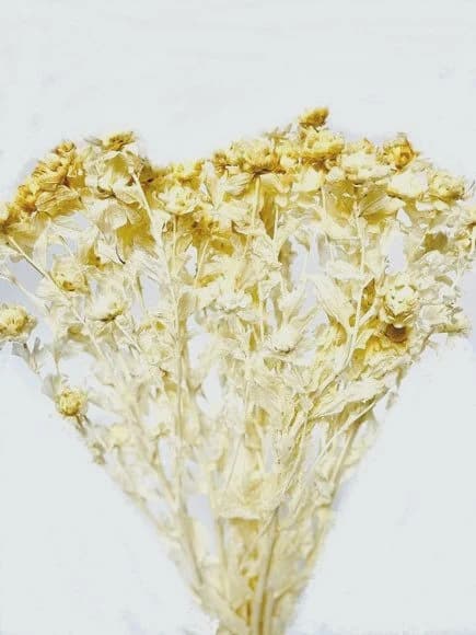20" Bleached Carthamus/Fall/Thanksgiving/Table Setting/Home Decor/Faux Decor/Faux Decoration/Fall Season/Indoor Decor/Artificial
