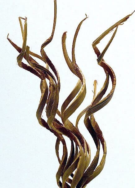 28" Natural Coco Curly Sticks/Branches/Centerpiece decor/ Winter wonderland/Decoration Branches/Gold Branches/Glitter Branches