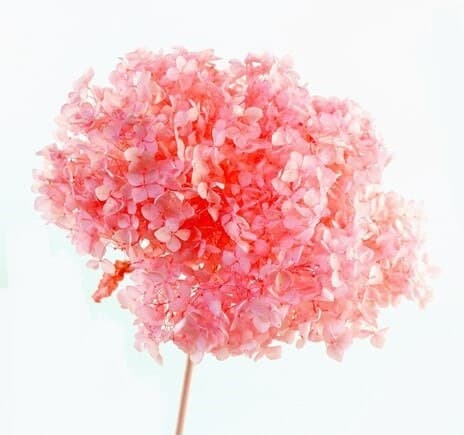 8" Preserved Light Pink Hortensia/Floral Spray/Florals/Wedding/White/Greenery Bushel/Outdoor Wedding Greenery/Centerpiece Decor/Faux Flower