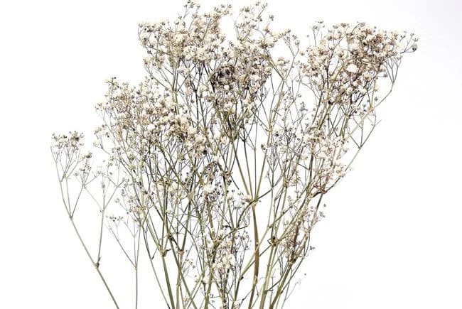22" White Gypsophila Perfecta/Baby Breaths/Fall/Thanksgiving/Table Setting/Home Decor/Faux Decor/Decoration/Fall Season/Indoor Decor