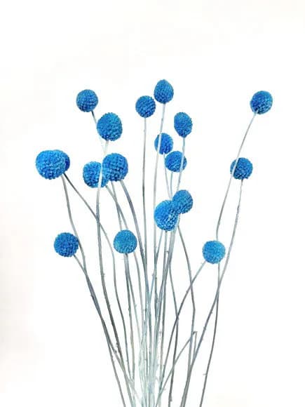 20PC Light Blue Billy Buttons/Dried Flower/Billy Balls/Globosa Seeds/Floral decor/Vase Decor/Minimalistic Decor