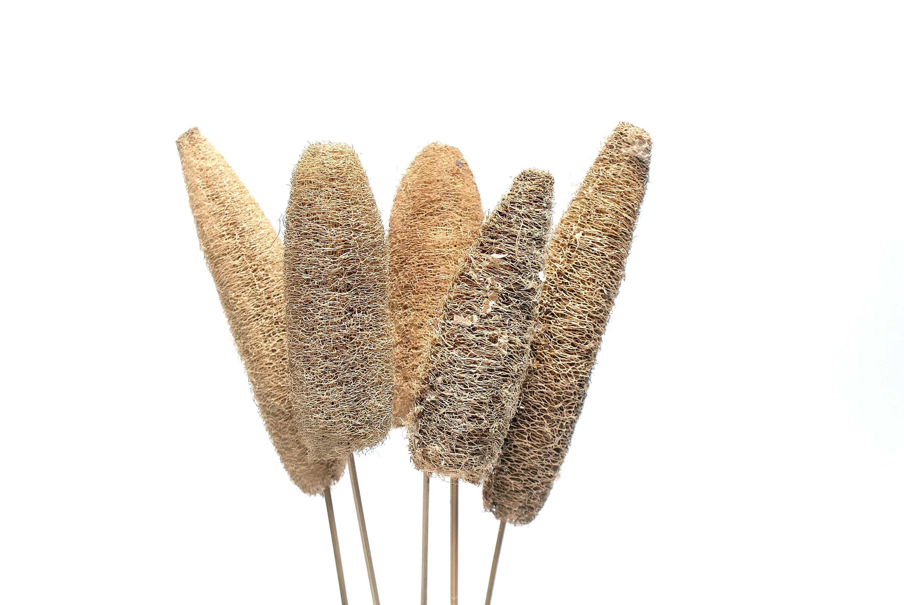 6-8" Luffa Pods on Sticks/Branches/Centerpiece decor/ Winter wonderland/Decoration Branches/Gold Branches/Home Decor