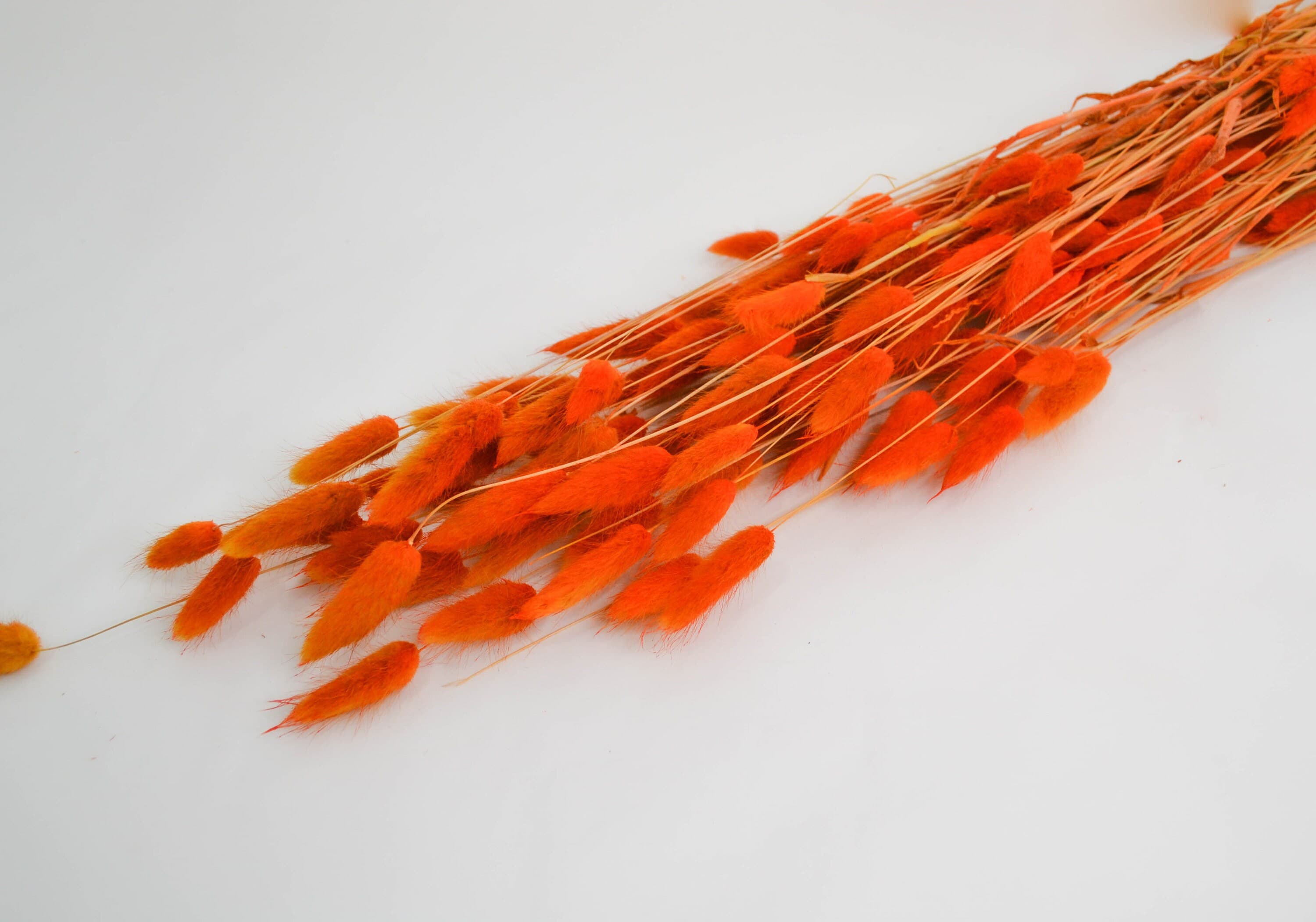 2oz- 150pc Piece ORANGE BUNNY TAILS 26"/Pampas Bundle/Home Decor/Rustic Wedding Decor/Dried Bunny Tail/Ivory Pampas/Natural Pampas/