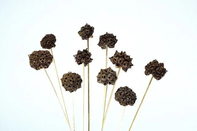 10PC Brown Spidergum Knobs/Curly Twigs/Branches/Centerpiece decor/Decoration Branches/Gold Branches/Glitter Branches/Silver Branches