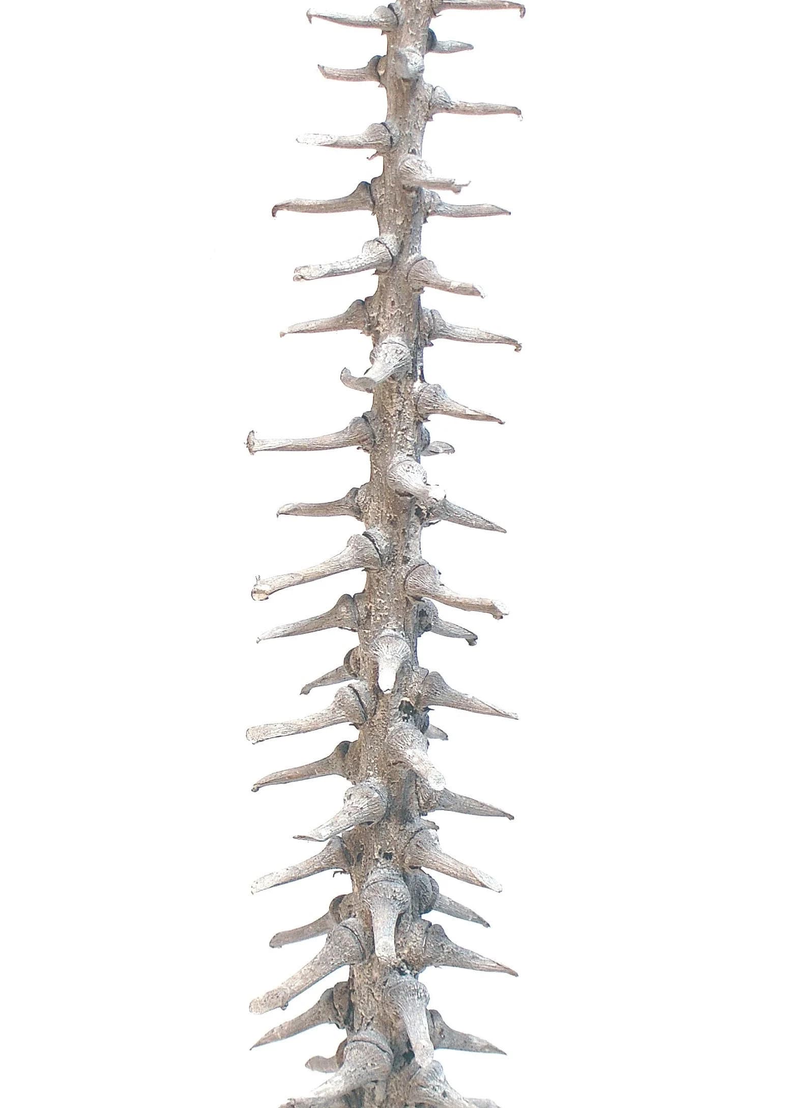 36" White Wash Rib Stick/Branches/Centerpiece decor/ Winter wonderland/Decoration Branches/Gold Branches/Home Decor