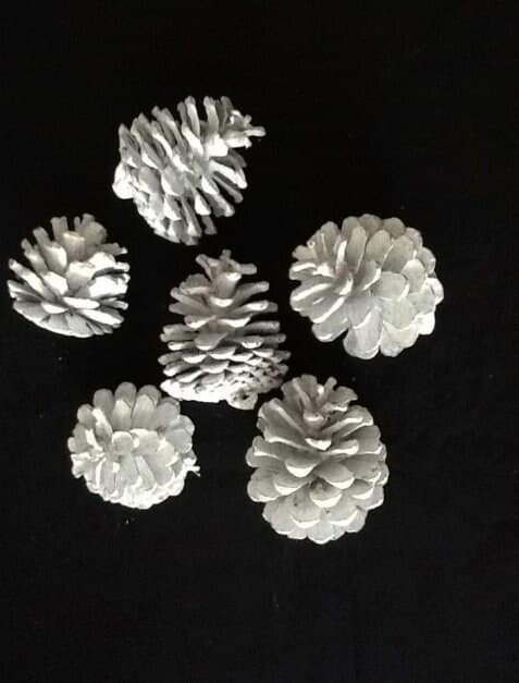 White Pine Cones /Cones/Pine Cones On Sticks/Rustic Decor Idea/Rustic Bawl Filler,Wicker Decoration,  Rustic Table Decor