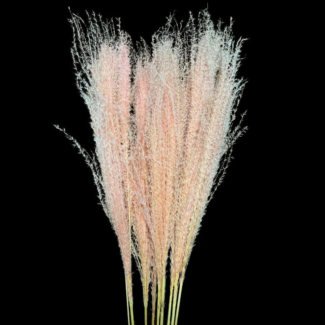 MINI 28" 10pc Light Pink Horsetail Grass Bundle/Pampas Bundle/Home Decor/Rustic Wedding Decor/Brown Pampas/Ivory Pampas/Natural Pampas/