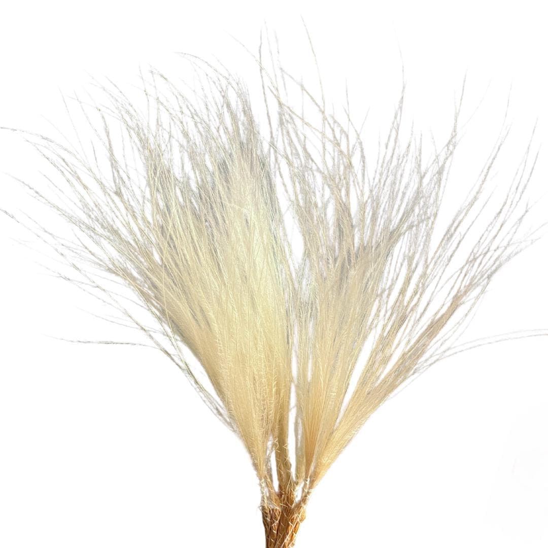 18" Natural Stipa Penata Tufts/Branch/beach/Branches/Centerpiece decor/ Winter wonderland/Decoration Branches/Gold Branches/Home Decor