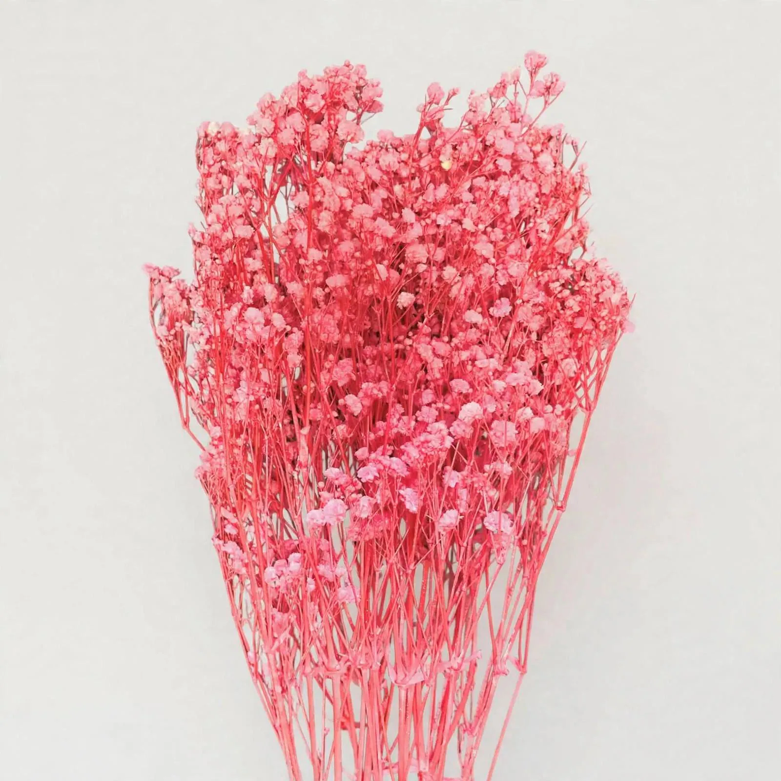 Preserved Gypsophila Large Light Pink 28 Inch | 4 Oz | Preserved Baby's Breath