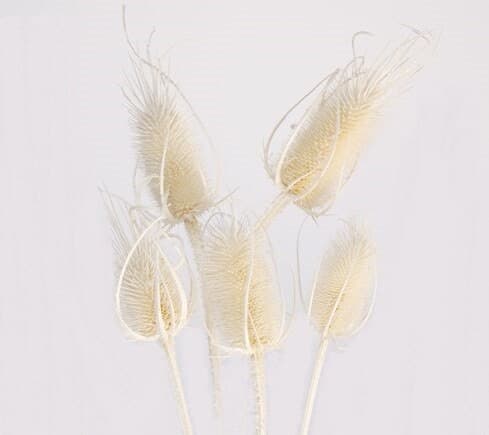 24" White Teasels/Branches/Centerpiece decor/ Winter wonderland/Decoration Branches/Gold Branches/Home Decor