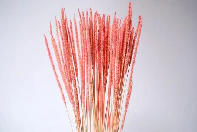28" Light Pink Timothy Grass/Blue pampas Grass/Assorted Sizes/Home Decor/Wedding Decor/Dusty Blue Wedding/Mini Pampas/Wedding Decor