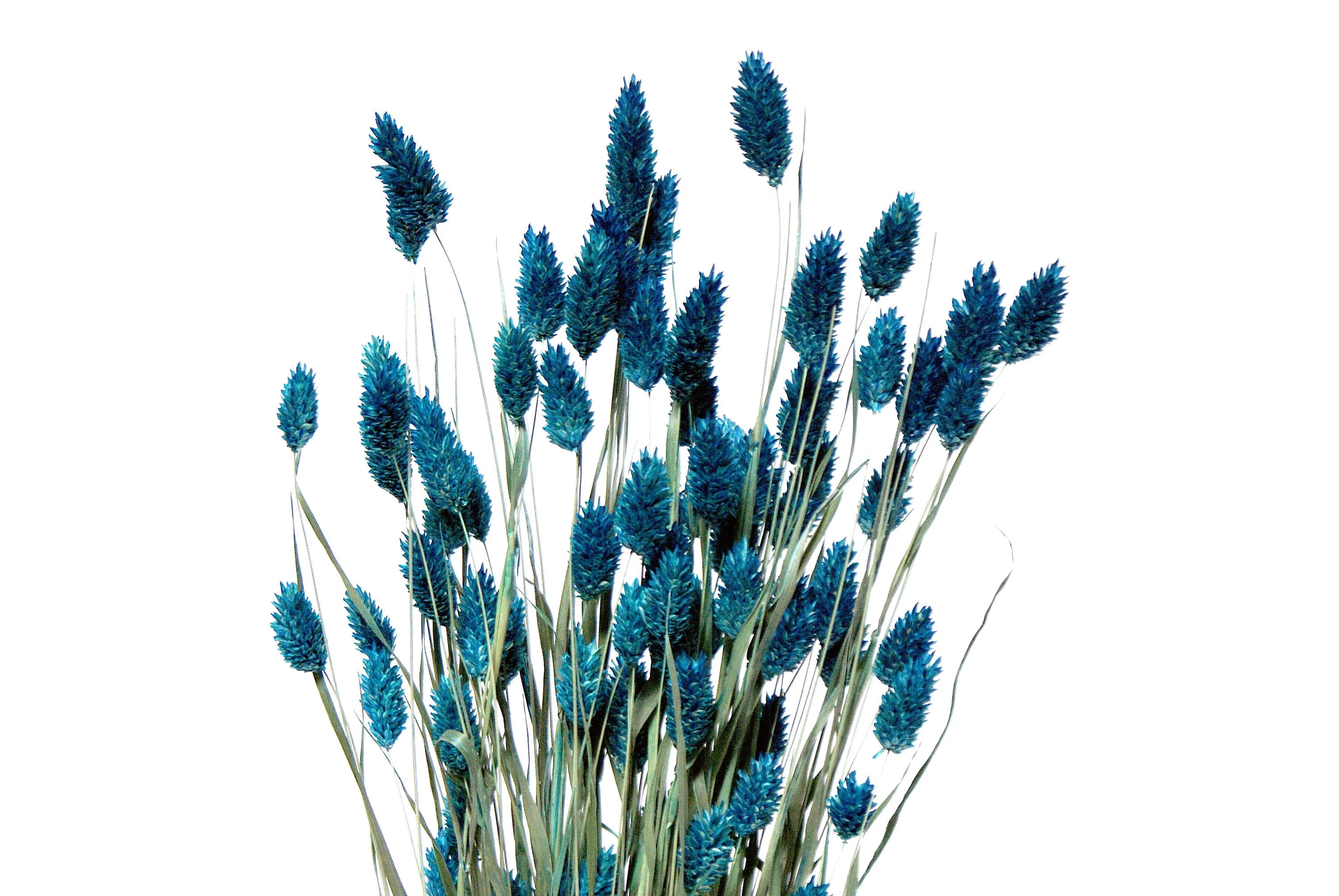 26" Blue Phalaris 4oz/Fall/Thanksgiving/Table Setting/Home Decor/Faux Decor/Faux Decoration/Fall Season/Indoor Decor/Artificial/Decor