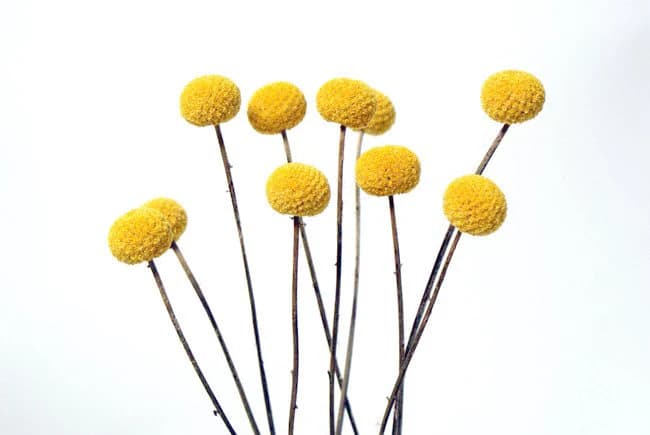 10PC Large Yellow Craspedia/Dried Flower/Billy Balls/Globosa Seeds/Floral decor/Vase Decor/Minimalistic Decor