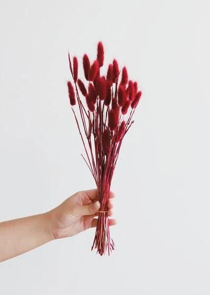 50 Piece RED BUNNY TAILS 26"/ Pampas Bundle/Home Decor/ Rustic Wedding Decor/Dried Bunny Tail/ Ivory Pampas/Natural Pampas/2.5ft Long Pampas