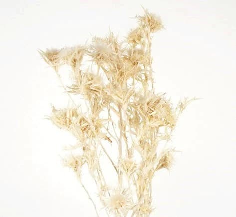 24" Bleached Eryngium Thistles/Fall/Thanksgiving/Table Setting/Home Decor/Faux Decor/Faux Decoration/Fall Season/Indoor Decor/Artificial