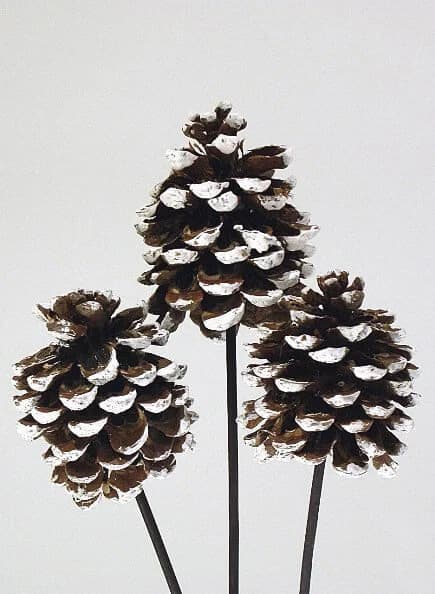4"-5" White Tip Pine Cones On Stems/Cones/Pine Cones On Sticks/Rustic Decor Idea/Rustic Bowl Filler/Wicker Decoration/Rustic Table Decor