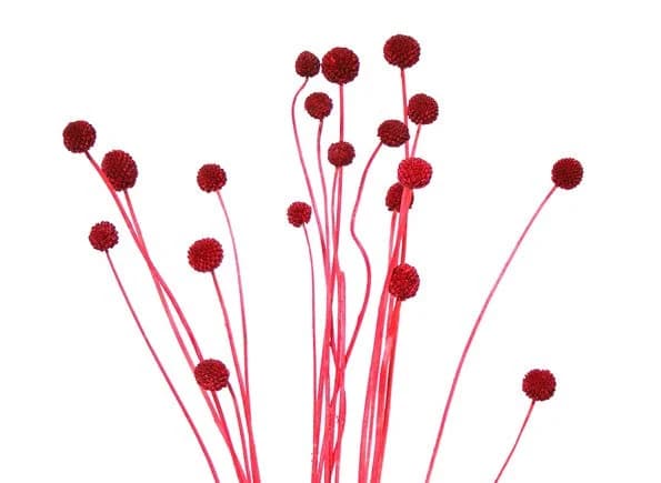 20PC Red Billy Buttons/Dried Flower/Billy Balls/Globosa Seeds/Floral decor/Vase Decor/Minimalistic Decor