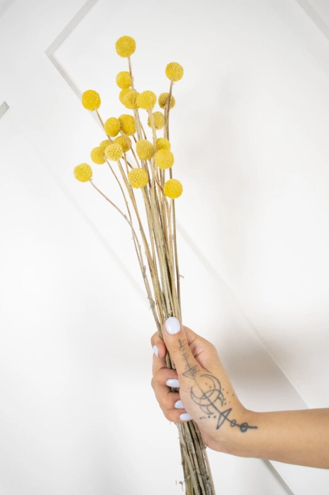 15pc 22" Craspedia Yellow Billy Buttons/Dried Flower/Billy Balls/Globosa Seeds/Floral decor/Vase Decor/Minimalistic Decor
