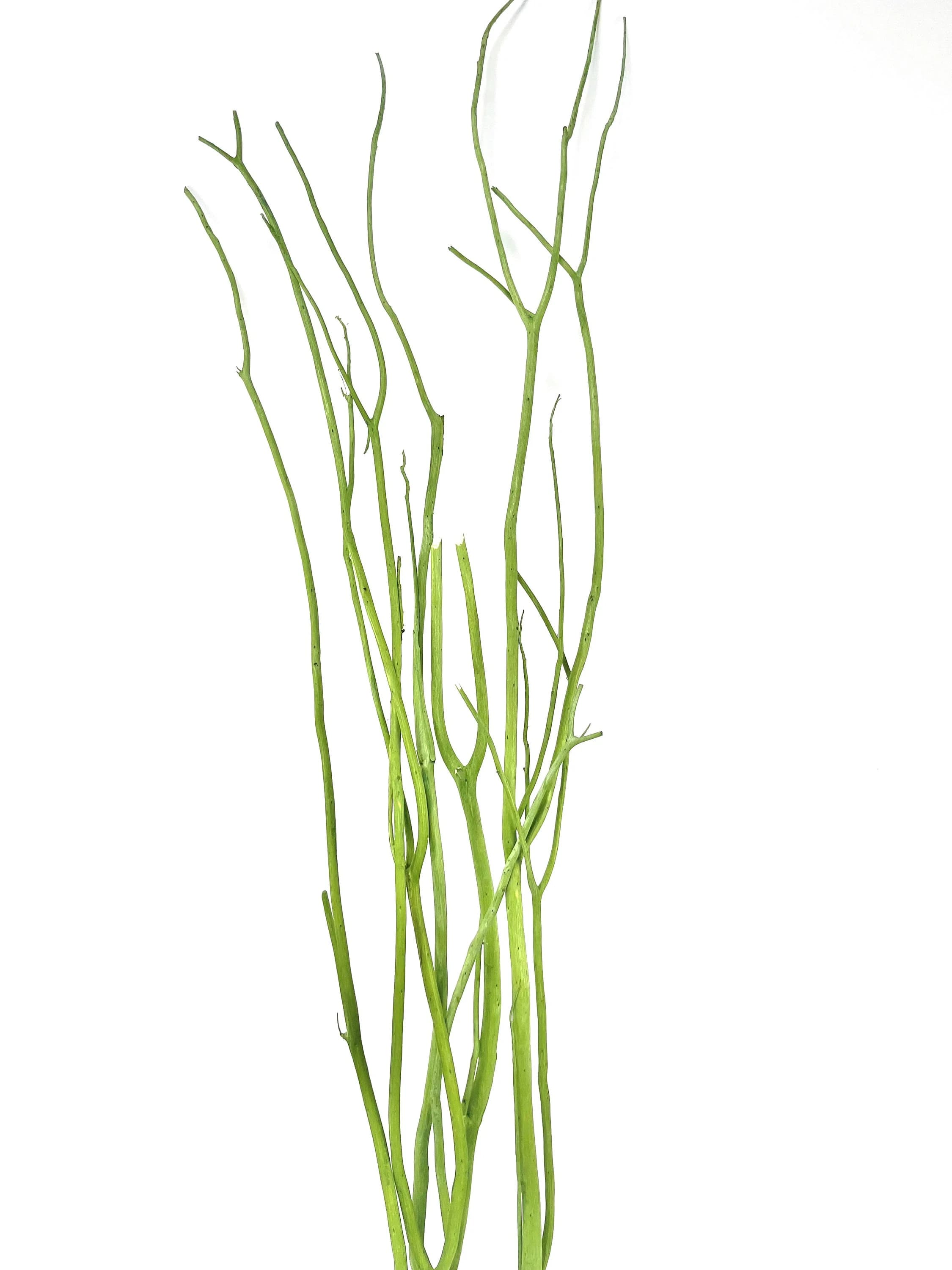 4FT Moss Green  Mitsumata Sticks/3PC/Twigs/Branches/Centerpiece decor/Winter wonderland/Decoration Branches/Gold Branches/Silver Branches