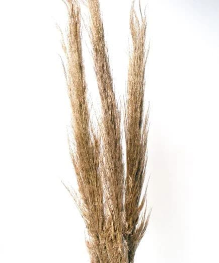 30" Light Brown Feather Pampas Grass/Pampas/Vibrant Pampas/Fluffy/Boho BlueHome Decor/Rustic Wedding/Brown Pampas