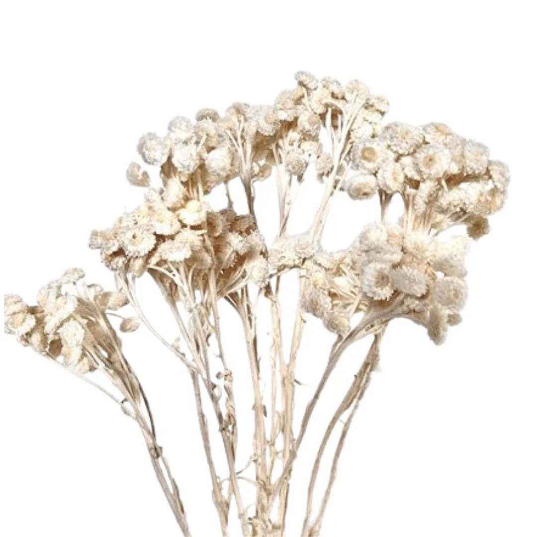 18" White Helichrysum Immortelle/Dried/Fall/Thanksgiving/Table Setting/Home Decor/Faux Decor/Decoration/Fall Season/Indoor Decor/Bleached