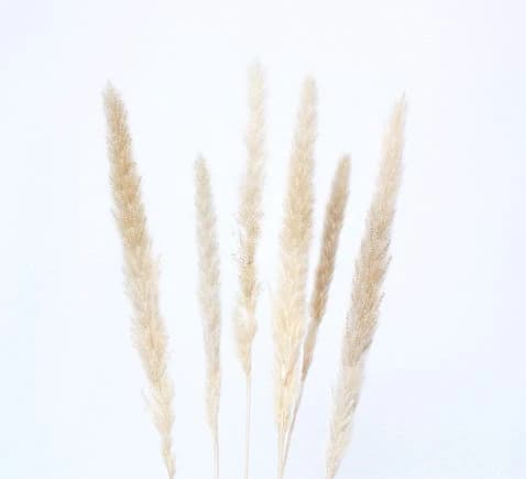 6pc MINI 20" Cream Pampas/Blue pampas Grass/Assorted Sizes/Home Decor/Wedding Decor/Dusty Blue Wedding/Mini Pampas/Wedding Decor