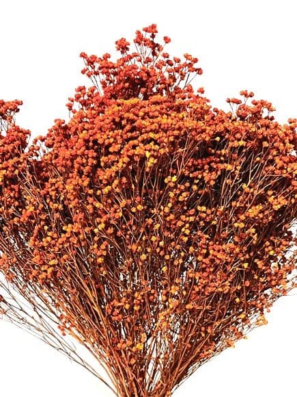 17" Orange Broom Bloom/Fall/Thanksgiving/Table Setting/Home Decor/Dried Decor/Fall Season/Indoor Decor/Artificial