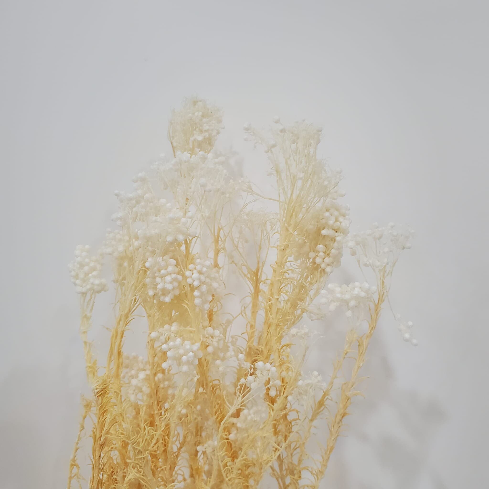 24" Bleached Rice Flower/Floral Spray/Florals/Wedding/White/Greenery Bushel/Outdoor Wedding Greenery/Centerpiece Decor/Faux Flower