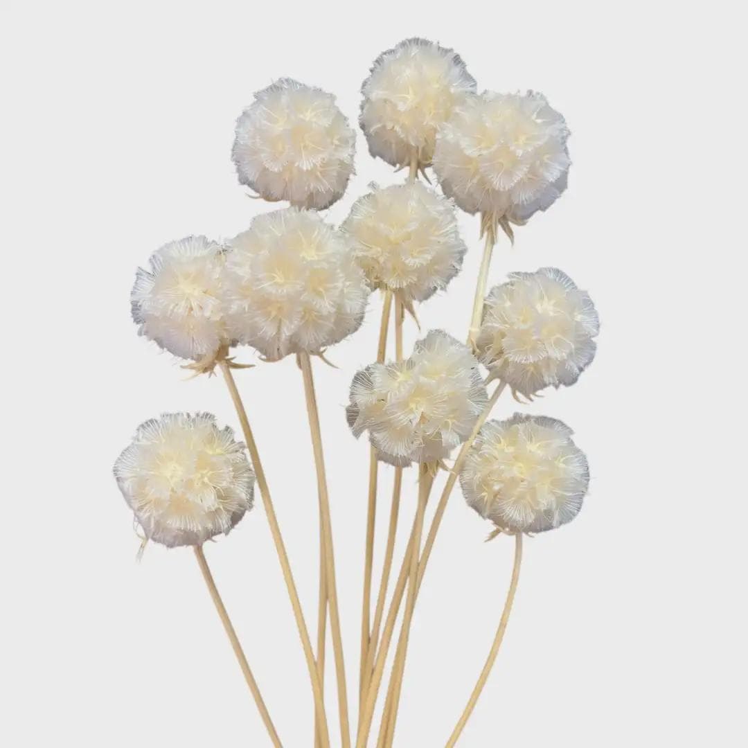 Scabiosa Single Heads Stems/Curly Twigs/Branch/Centerpiece decor/ Decoration Branches/Gold Branches/Glitter Branches/Silver Branch