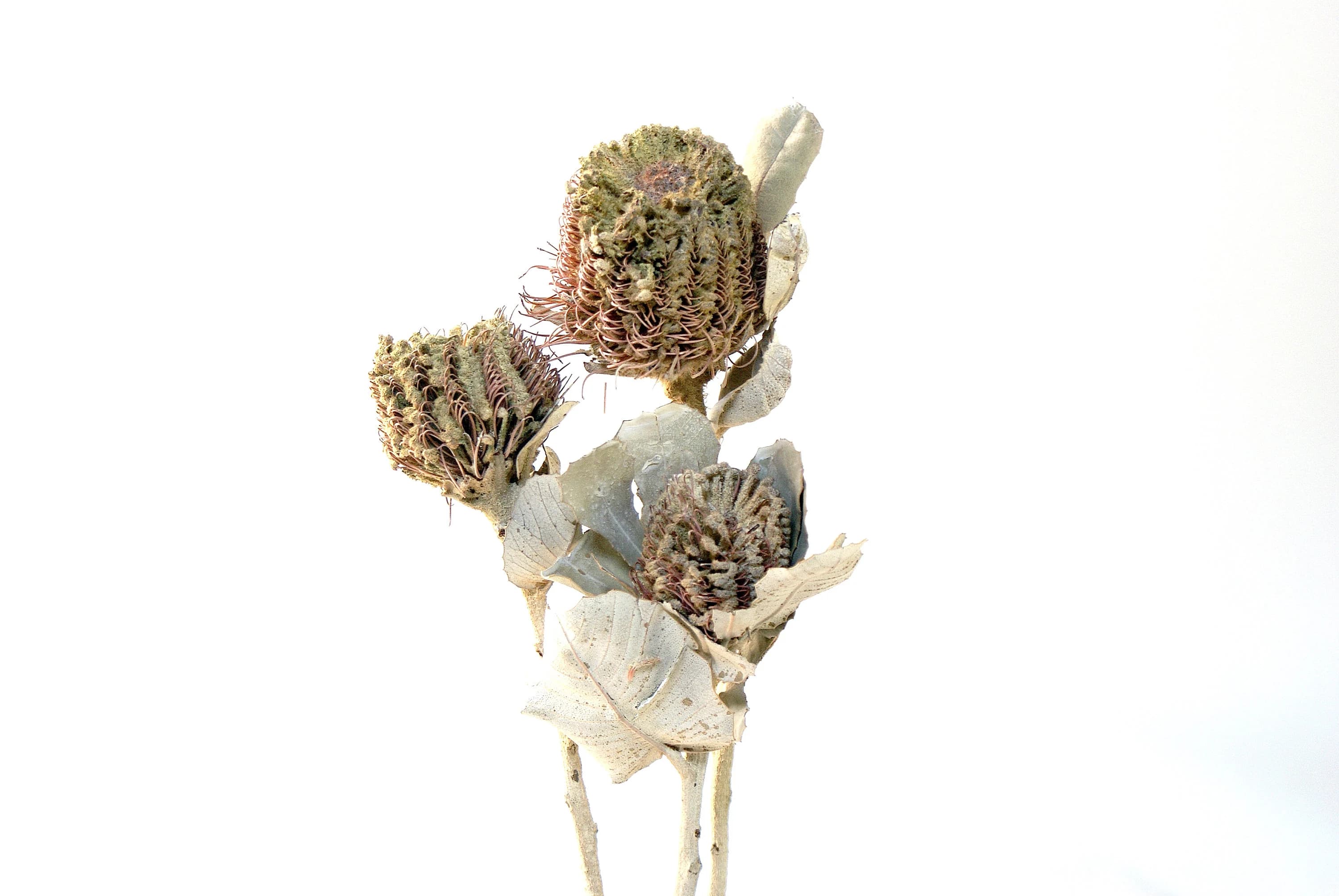 3PC White Wash Banksia Coccinea/Curly Twigs/Branches/Centerpiece decor/Decoration Branches/Gold Branches/Glitter Branches/Silver Branches
