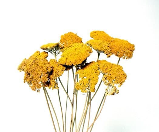 Yellow Achillea Parker/Natural Decor/Exotic Decor/Holiday Decor/Rustic Decor Idea/Rustic Bowl Filler/Rustic Table Decor/Fall Decor