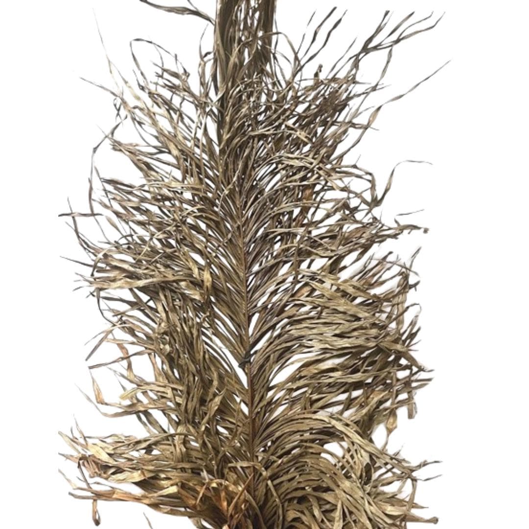 6FT Natural Inaja Palm Leaf/Pampas/Natural Stalk/Natural Branches/Rustic Decor/Home Decoration/Home Decor/Winter Wedding/Wedding Centrepiece