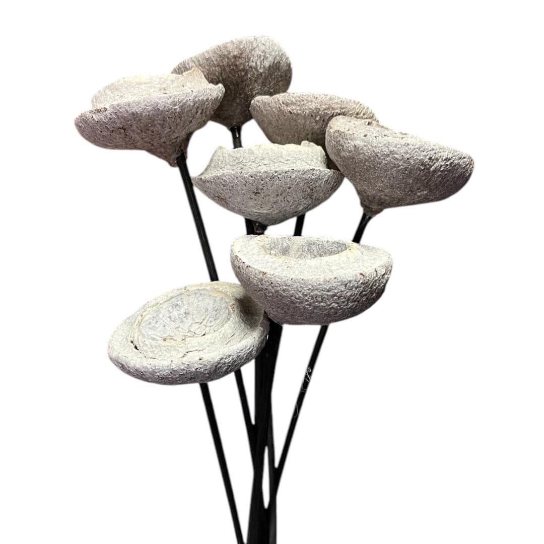 White Wash Chapeuzihno Small Stems/Cones/Pine Cones On Sticks/Rustic Decor Idea/Rustic Bowl Filler/Home Decor/Rustic Table Decor/Vase Filler