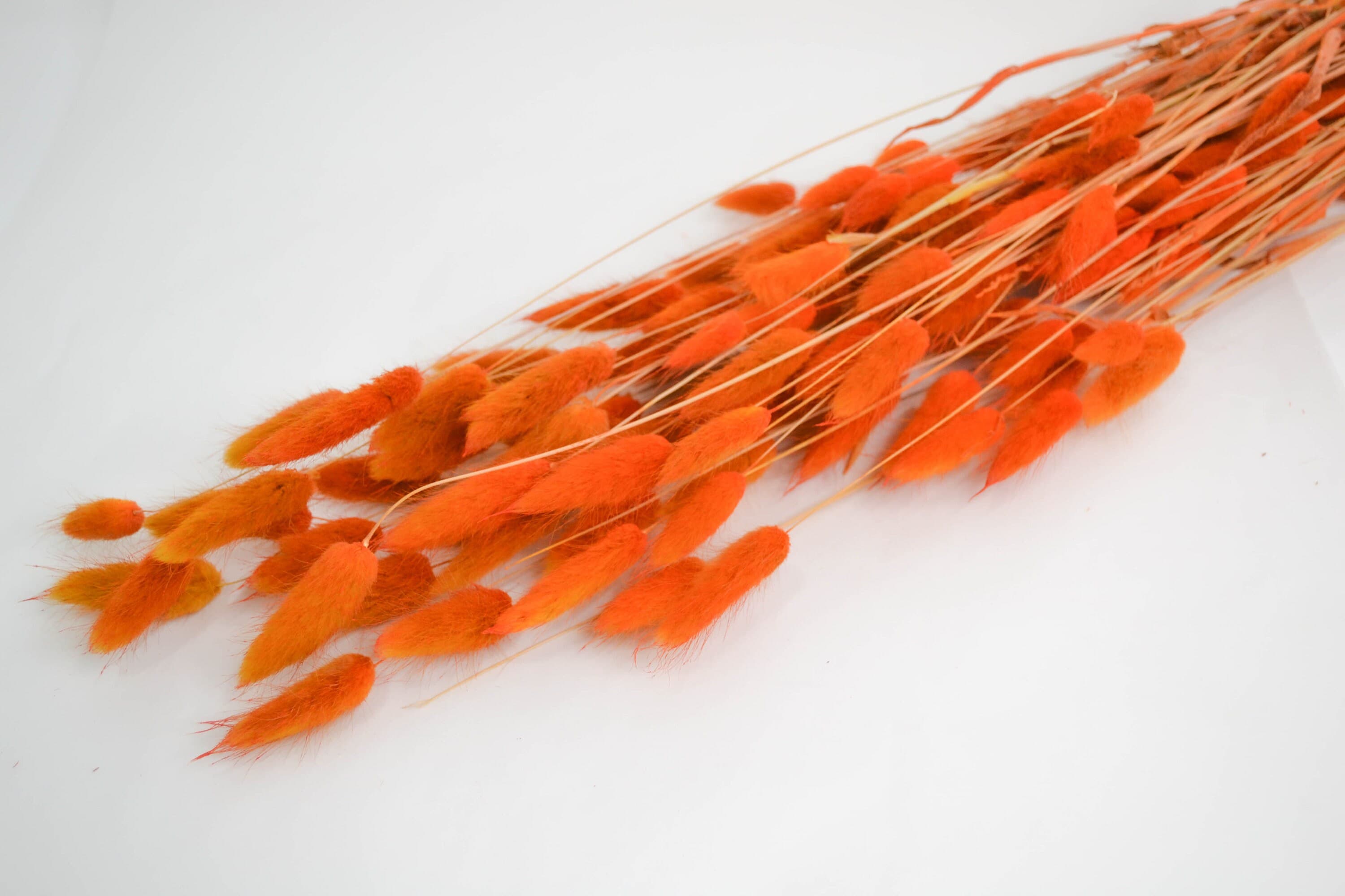 NEW 50 Piece Burnt Orange BUNNY TAILS/ Pampas Bundle/Home Decor/Rustic Wedding Decor/Dried Bunny Tail/Ivory Pampas/Autumn Decor/Largus
