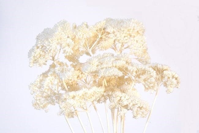 Bleached Yarrow Stems/Wedding Centerpieces/Home Decor/Event Decor/Faux Flowers/Silk Flowers/Flower Bouquet/Spring Wedding/Summer Wedding