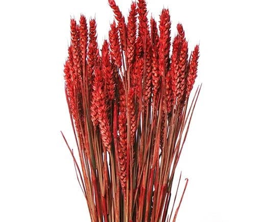 24" Red Wheat Triticum/Fall/Thanksgiving/Table /Home Decor/Faux Decor/Faux Decoration/Fall Season/Indoor Decor/Artificial/Decor