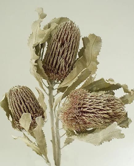 3PC White Wash Banksia Menzei/Curly Twigs/Branches/Centerpiece decor/Decoration Branches/Gold Branches/Glitter Branches/Silver Branches