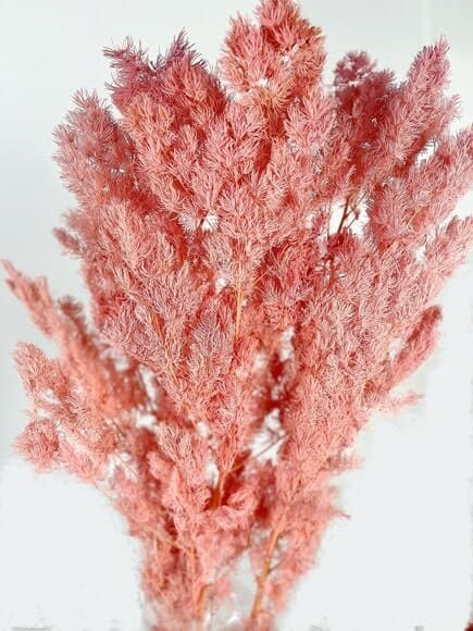 24" Light Pink Ming Fern 4oz Bundle/Pampas Bundle/Home Decor/Rustic Wedding Decor/Brown Pampas/Ivory Pampas/Bleached Ming Asparagus Dried