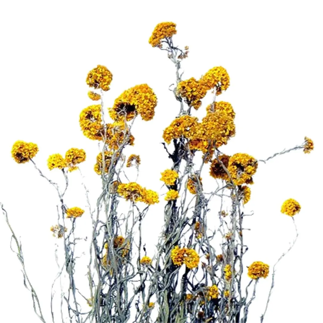 20" Yellow Sanfordii Stems/ Floral Spray/Florals/ Wedding/ White/Greenery Bushel/ Outdoor Wedding Greenery/Centerpiece Decor/Faux Flowers/