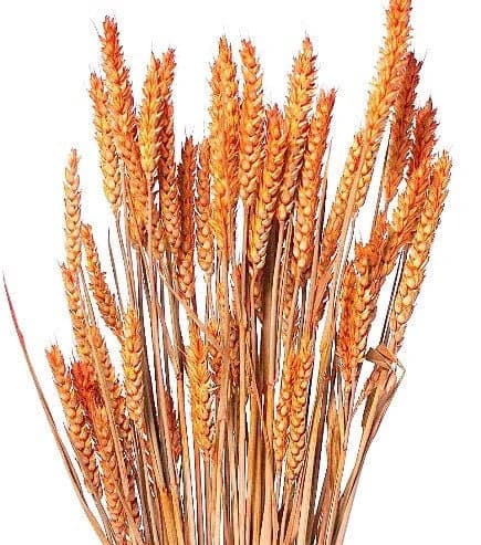 28" Orange Wheat Branches 4oz/Curly Twigs/Branches/Centerpiece decor/ Decoration Branches/Gold Branches/Glitter Branches/Silver Branches
